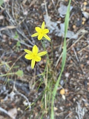 Tricoryne elatior