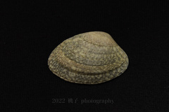 Ruditapes philippinarum