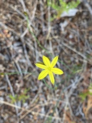 Tricoryne elatior