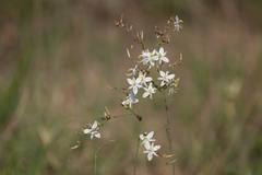 Chlorophytum galpinii