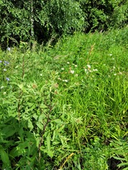 Centaurea phrygia pseudophrygia