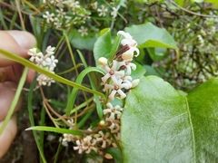 Parsonsia capsularis