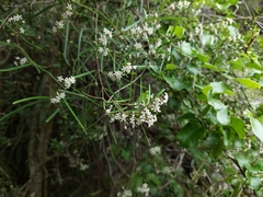 Parsonsia capsularis