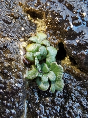 Asplenium ruta-muraria