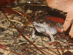 Uperoleia laevigata