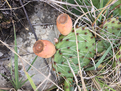 Opuntia cymochila
