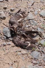 Caprimulgidae