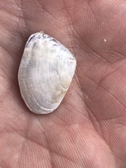 Donacidae