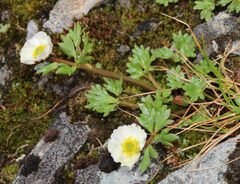 Ranunculus glacialis