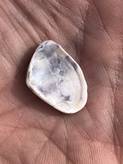 Donacidae