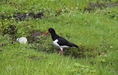 Haematopus ostralegus