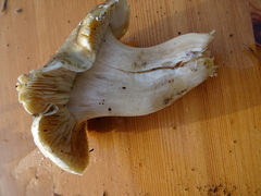 Tricholoma saponaceum
