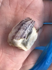 Amphibalanus amphitrite