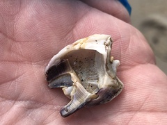 Amphibalanus amphitrite