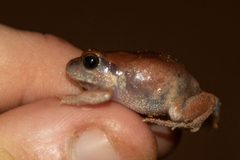 Arthroleptis stenodactylus