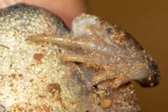 Arthroleptis stenodactylus