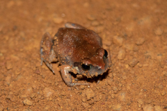 Arthroleptis stenodactylus