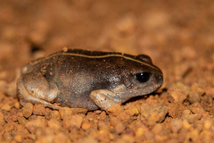 Arthroleptis stenodactylus