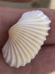 Arcidae