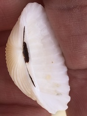 Arcidae
