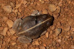 Arthroleptis stenodactylus