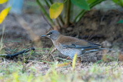 Turdus pallidus