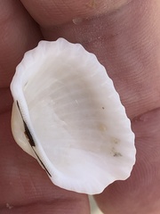 Arcidae