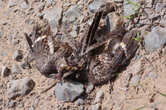 Caprimulgidae