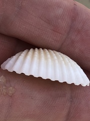 Arcidae