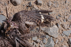 Caprimulgidae