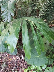 Alpinia uraiensis