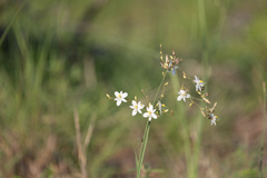 Chlorophytum galpinii