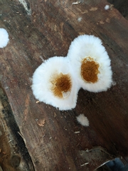 Peniophora albobadia