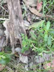 Gonocarpus tetragynus