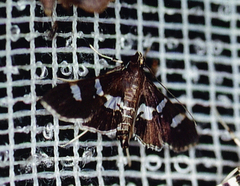 Desmia ploralis