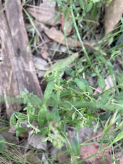 Gonocarpus tetragynus