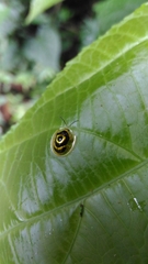 Ischnocodia annulus