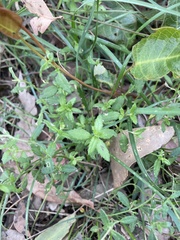 Gonocarpus tetragynus