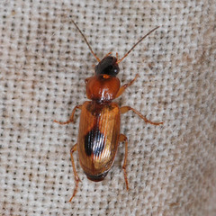 Stenolophus discophorus