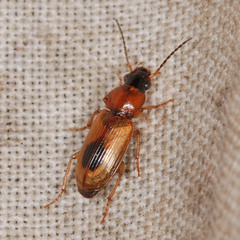 Stenolophus discophorus