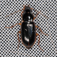 Stenolophus mixtus