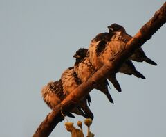 Spermestes cucullata