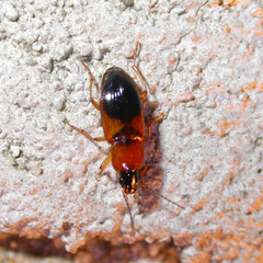 Stenolophus teutonus