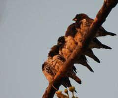 Spermestes cucullata