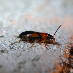 Stenolophus teutonus
