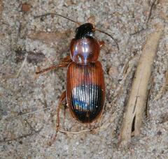 Stenolophus teutonus