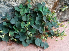 Oxalis
