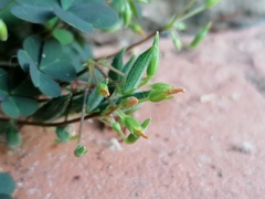 Oxalis