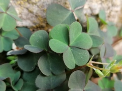 Oxalis