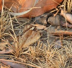 Junonia oenone oenone